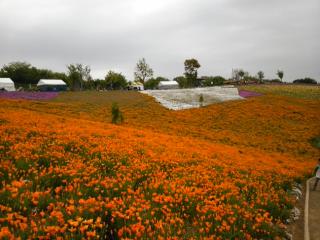 �摜(320x240)�E�g��摜(640x480)